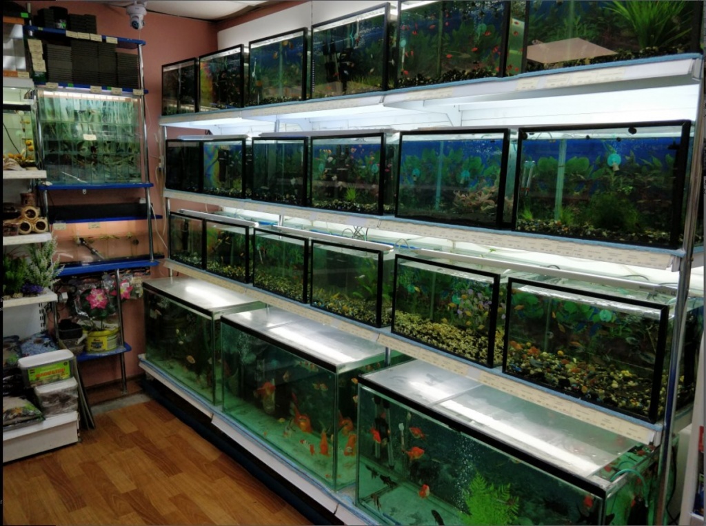 Магазин Где Купить Рыбок