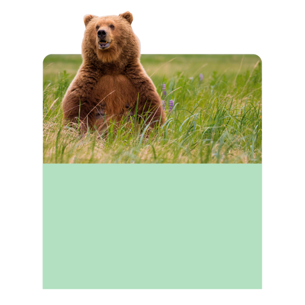 stpos_Шелфстоппер (шелфтокер) фигурный, медведь, мелкий шрифт, ПЭТ 0,3мм, 70х75 мм, Сделано в России